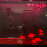 Đèn led hồ cá 2 hàng bóng đa sắc 11 cấp độ màu Riverside Magic Light M2 công nghệ mới