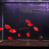 Đèn led hồ cá 2 hàng bóng đa sắc 11 cấp độ màu Riverside Magic Light M2 công nghệ mới