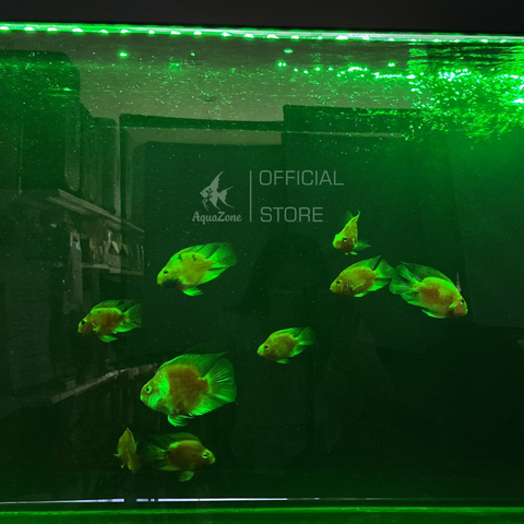 Đèn Led Riverside M3 đa sắc dành cho hồ cá, phối màu RGB bằng phím lăn tiện lợi như dùng App