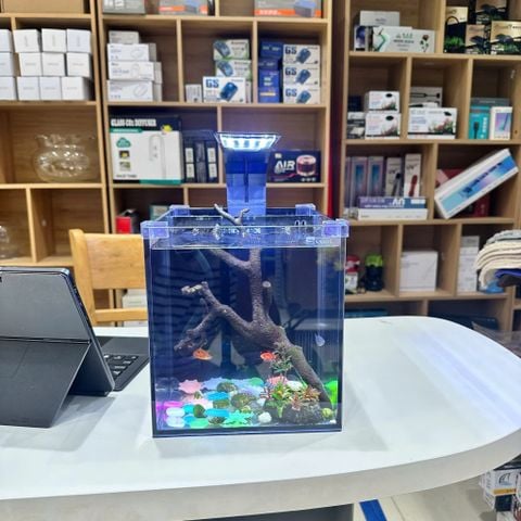 YEE-BỂ KÍNH ĐỂ BÀN KÈM BỘ LỌC BÊN VÀ ĐÈN – SỰ KẾT HỢP HOÀN HẢO GIỮA VẺ ĐẸP VÀ CÔNG NGHỆ! ✨