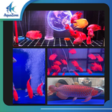 Đèn led Riverside 5D 5 hàng bóng chuyên dụng cho Huyết Long, Bối, đỏ cá không đỏ nước