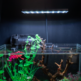 Đèn led Frok nano P2 mini/pro RGB siêu sáng, chip đèn công nghệ cao | đèn led bể cá thuỷ sinh đỏ cá không đỏ nước