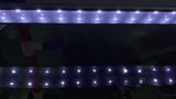 Đèn led máng nhôm RHA T200 T300 T350 T400 T450 T600 T75 T900 T1200 siêu sáng dành cho bể thủy sinh, bể cá