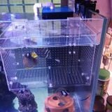 Lồng cách ly cá chuyên cách ly cá con có lỗ cho ăn, nhựa trong suốt, bền bỉ