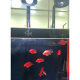 Đèn led Riverside FLATLIGHT 150A hiệu ứng ánh sáng siêu mạnh, đèn kết hợp tia sóng nước dành cho bể thủy sinh, bể cá, bể suối