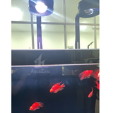 Đèn led Riverside FLATLIGHT 150A hiệu ứng ánh sáng siêu mạnh, đèn kết hợp tia sóng nước dành cho bể thủy sinh, bể cá, bể suối