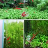 Bộ máng trượt cho cá ăn Voonline dài 25cm 35cm 45cm bằng thủy tinh trong suốt chắc chắn bền bỉ