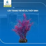 Cây trang trí hồ cá cảnh, thủy sinh