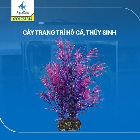 cây trang trí hồ cá cảnh, thủy sinh 3