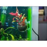 CỐC THỦY TINH MINI TRỒNG CÂY YD SYZJP