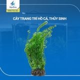 Cây trang trí hồ cá cảnh, thủy sinh