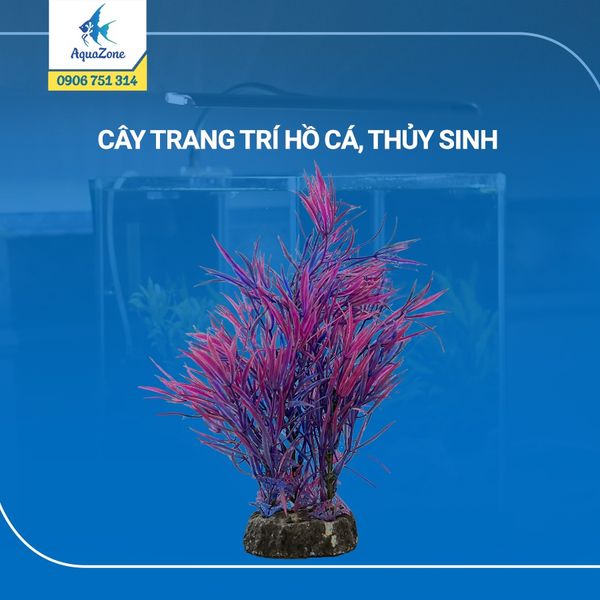 cây trang trí hồ cá cảnh, thủy sinh 8 [2005561]