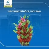 Cây trang trí hồ cá cảnh, thủy sinh