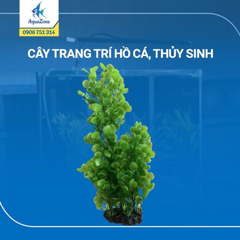 cây trang trí hồ cá cảnh, thủy sinh 16 [440817]