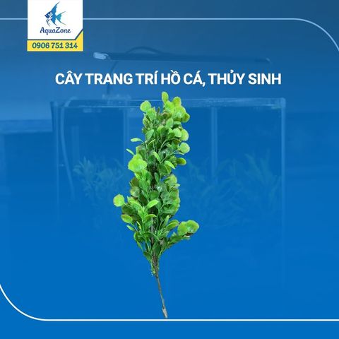 cây trang trí hồ cá cảnh, thủy sinh 4