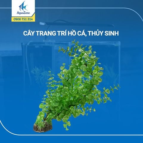 cây trang trí hồ cá cảnh, thủy sinh 2