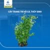 cây trang trí hồ cá cảnh, thủy sinh 15 [320610]