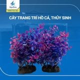 Cây trang trí hồ cá cảnh, thủy sinh