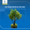 cây trang trí hồ cá cảnh, thủy sinh 6 [2205543]