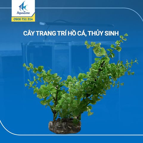 cây trang trí hồ cá cảnh, thủy sinh 9