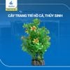 cây trang trí hồ cá cảnh, thủy sinh 20 [320606]