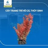 Cây trang trí hồ cá cảnh, thủy sinh