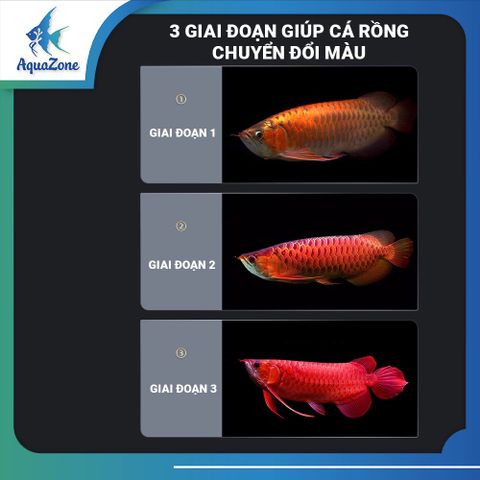 Đèn LED bể cá Kintons T6 - Đèn LED 2 hàng bóng giúp nổi bật màu cá, đỏ cá không đỏ nước