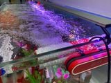 MÁY TẠO SÓNG CHÉO QIANYU 4 CHẾ ĐỘ CAO CẤP MỚI | Máy tạo sóng, thổi luồng dành cho bể cá