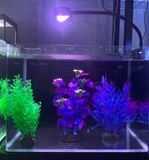 Đèn kẹp nhôm RHA F830 | Đèn led kẹp siêu sáng, phổ rộng cho bể thủy sinh, bể cá