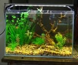 Đèn led máng nhôm RHA T200 T300 T350 T400 T450 T600 T75 T900 T1200 siêu sáng dành cho bể thủy sinh, bể cá