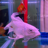 Đèn led tròn XML 4 hàng bóng đỏ/vàng/trắng siêu sáng nâng cấp độ màu cho cho cá Koi - cá rồng