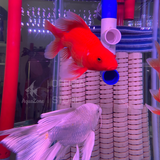 Đèn led tròn XML 4 hàng bóng đỏ/vàng/trắng siêu sáng nâng cấp độ màu cho cho cá Koi - cá rồng