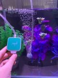 Sủi oxy mini siêu êm Nepall