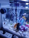 Nam châm chà hồ mini Yee tiện lợi, nhỏ gọn,  dụng cụ dọn vệ sinh bể cá siêu sạch