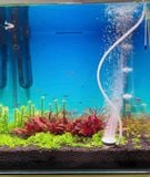 Đĩa sủi oxy bể cá siêu mịn Yee , hạt sủi liti có sẵn phụ kiện đi kèm