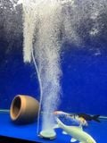 Đĩa sủi oxy bể cá siêu mịn Yee , hạt sủi liti có sẵn phụ kiện đi kèm