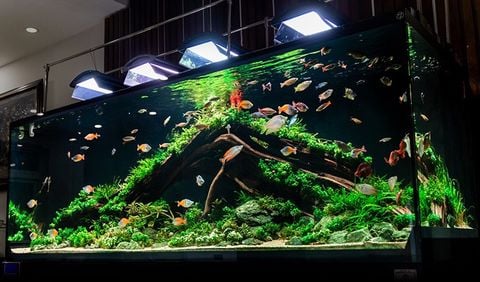 Đèn Thủy Sinh Week Aqua A430 PRO-B/S