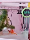 Nhiệt kế đa năng thế hệ mới Nepall- màn hình LCD đo nhiệt độ bể cá, bể thủy sinh, chuồng bò sát, nhiệt độ phòng
