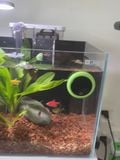 Nhiệt kế đa năng thế hệ mới Nepall- màn hình LCD đo nhiệt độ bể cá, bể thủy sinh, chuồng bò sát, nhiệt độ phòng