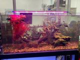 Đèn led máng bể cá Aqua Zonic ánh sáng trắng và RGB kích thước 36cm