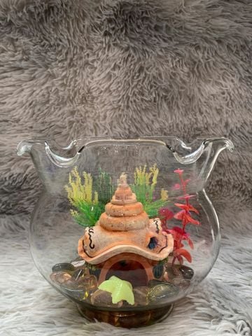 COMBO Bể cá tai bèo