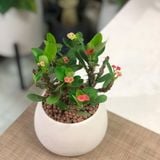  Xương rồng Bát tiên 