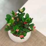  Xương rồng Bát tiên 