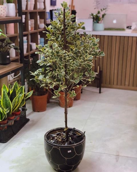  Bàng cẩm thạch/Bàng tam phúc 