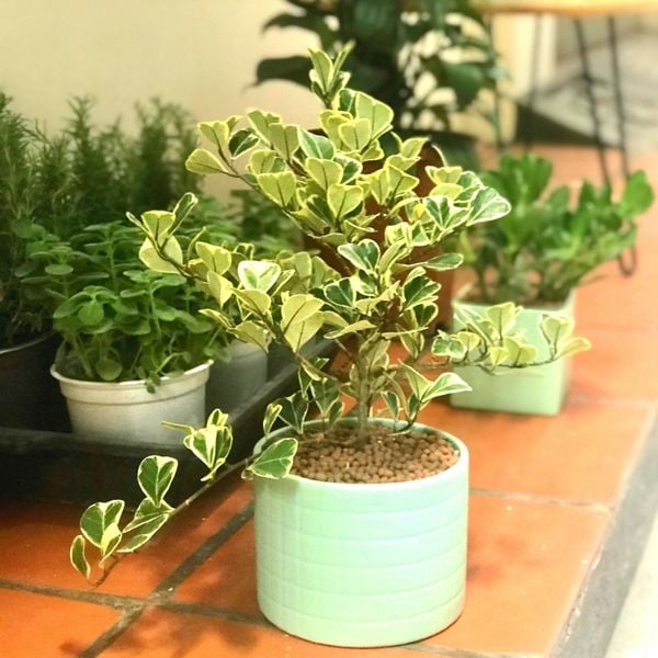  Bàng cẩm thạch/Bàng tam phúc 