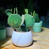  Xương rồng Mickey 
