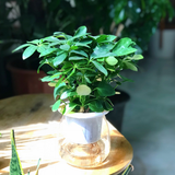  Ngũ gia bì thủy sinh 