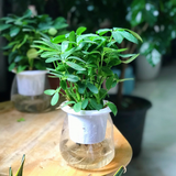  Ngũ gia bì thủy sinh 