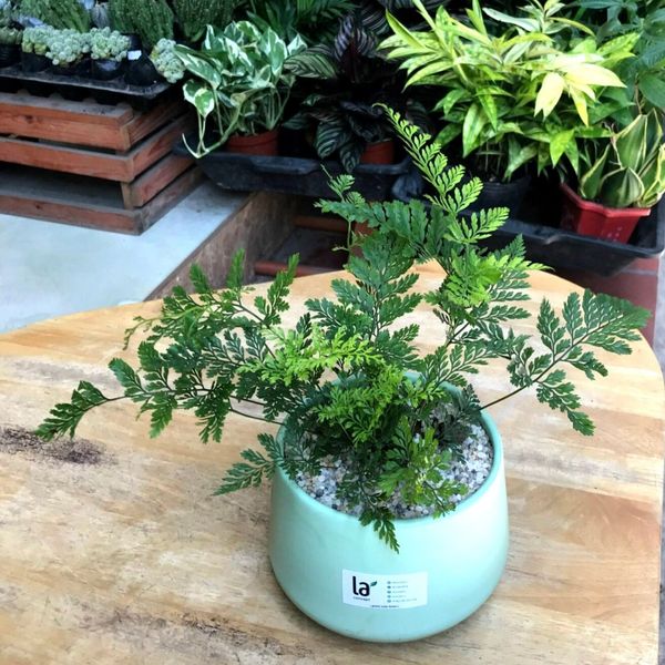  Dương xỉ chân nhện 