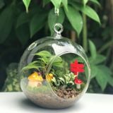  Terrarium 